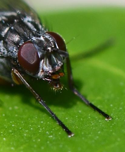 Phaonia subventa